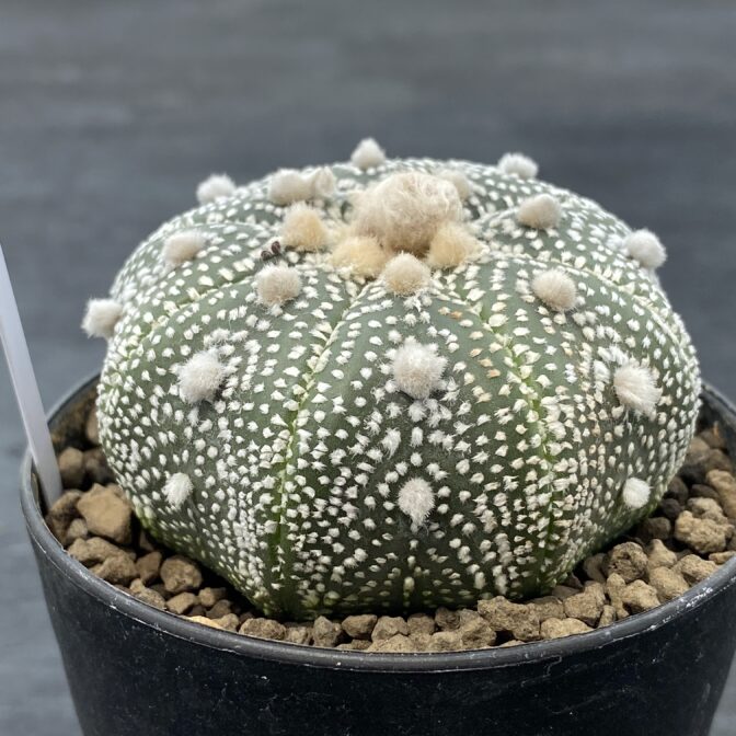 アストロフィツム 兜丸