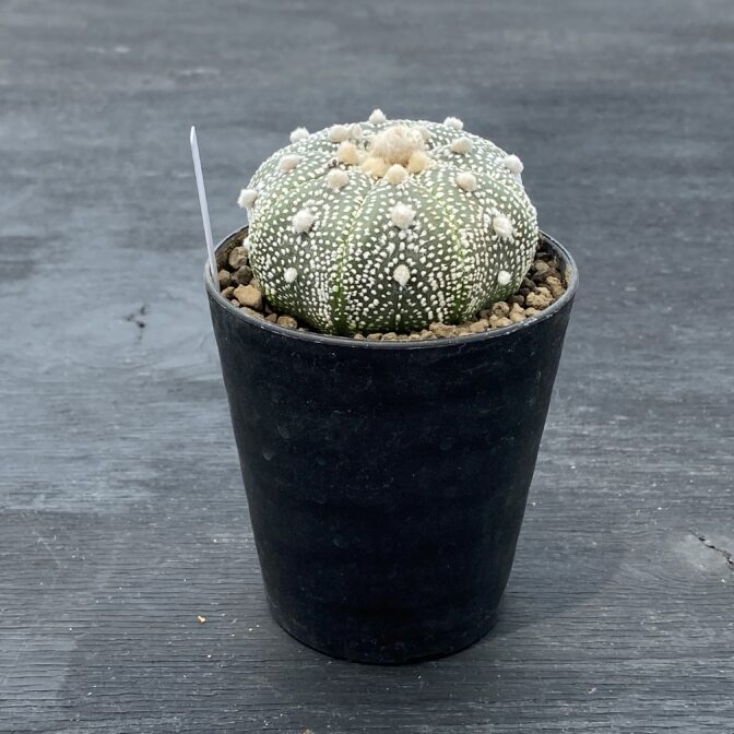 アストロフィツム 兜丸