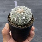 アストロフィツム 兜丸