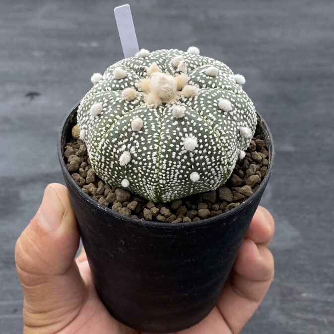 アストロフィツム 兜丸