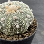 アストロフィツム 兜丸