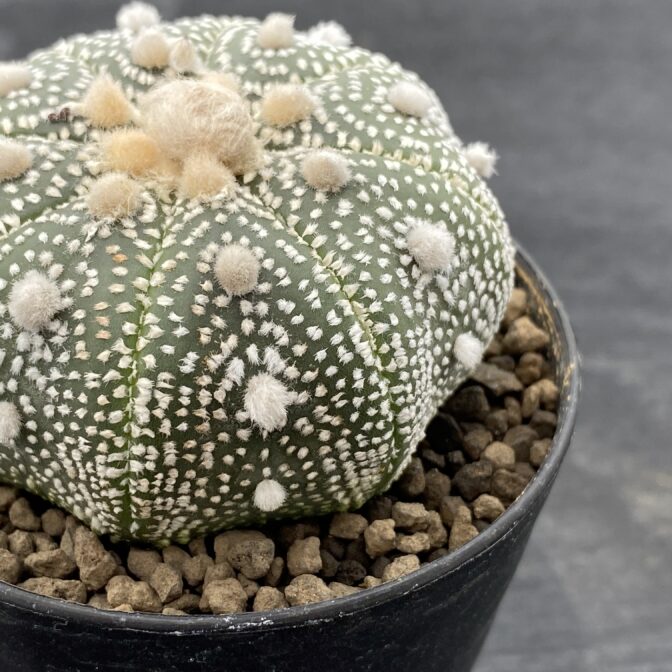 アストロフィツム 兜丸