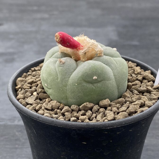 疣銀冠玉 ロフォフォラ フリチー ① | 植物でワクワクを