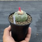 疣銀冠玉 ロフォフォラ フリチー