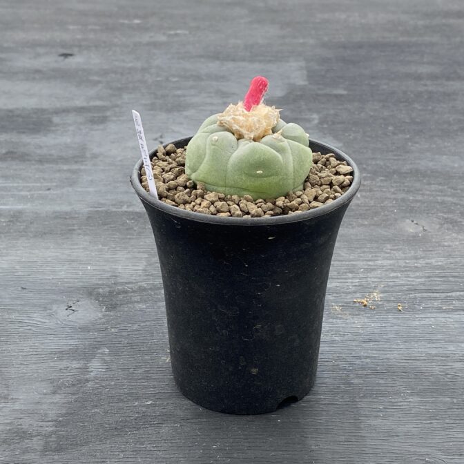 疣銀冠玉 ロフォフォラ フリチー ① | 植物でワクワクを