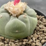 疣銀冠玉 ロフォフォラ フリチー