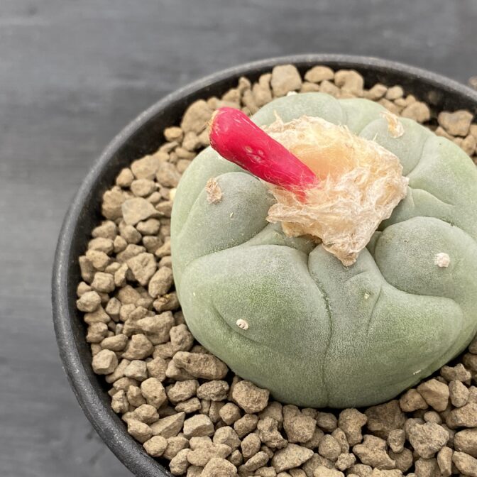 疣銀冠玉 ロフォフォラ フリチー ① | 植物でワクワクを