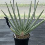 アロエ プリカティリス