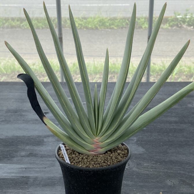 アロエ プリカティリス