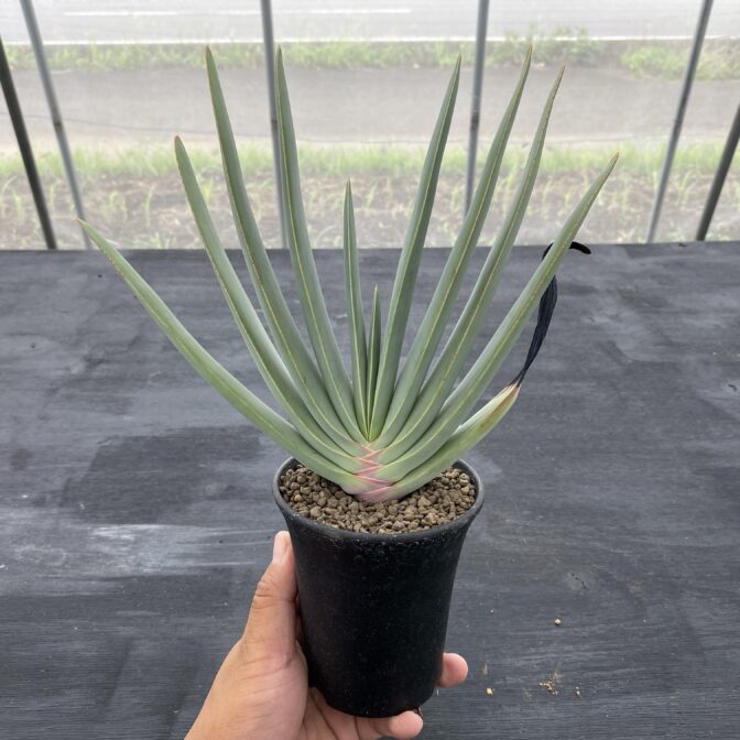 アロエ プリカティリス