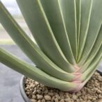 アロエ プリカティリス