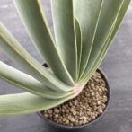 アロエ プリカティリス