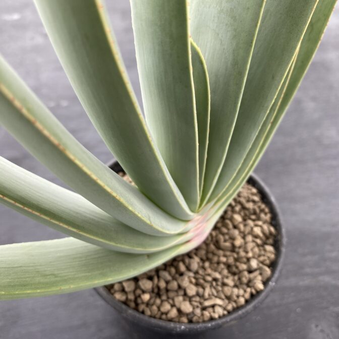 アロエ プリカティリス