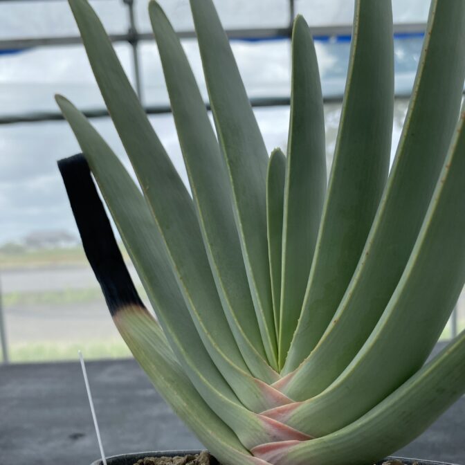 アロエ　プリカティリス アロエ プリカティリス ① | 植物でワクワクを｜BOTANICAL BOX