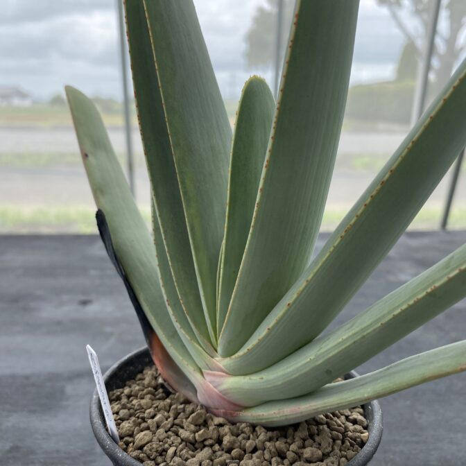 アロエ　プリカティリス アロエ プリカティリス ② | 植物でワクワクを｜BOTANICAL BOX