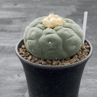 非公開: 疣銀冠玉 ロフォフォラ フリチー 接ぎ降ろし ③