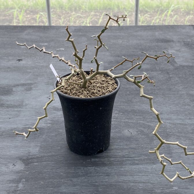 ジグザグの木 ｜ デカリア マダガスカリエンシス ① | 植物で