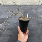 ジグザグの木 | デカリア マダガスカリエンシス