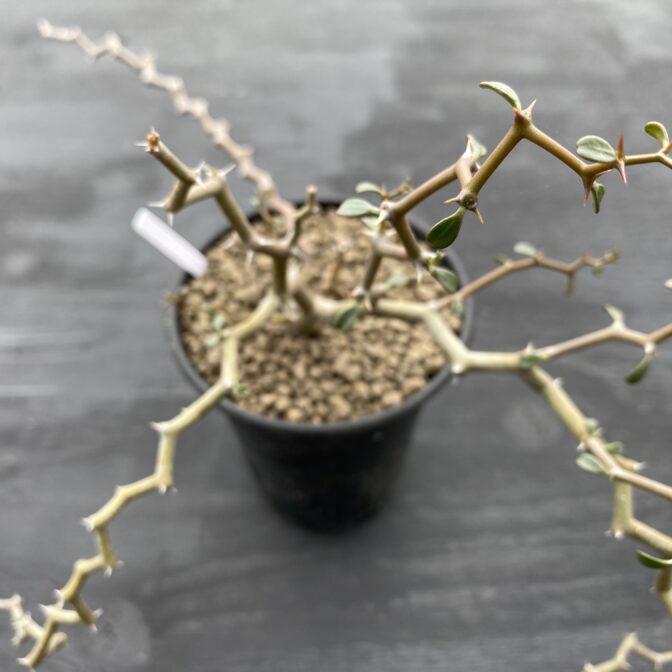 デカリア　マダガスカリエンシス　ジグザグの木 ジグザグの木 ｜ デカリア マダガスカリエンシス ① | 植物で