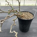 ジグザグの木 ｜ デカリア マダガスカリエンシス ② | 植物で