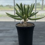 アロエ ラモシシマ