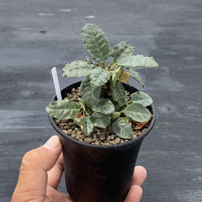 ドルステニア フォエチダ | 植物でワクワクを｜BOTANICAL BOX