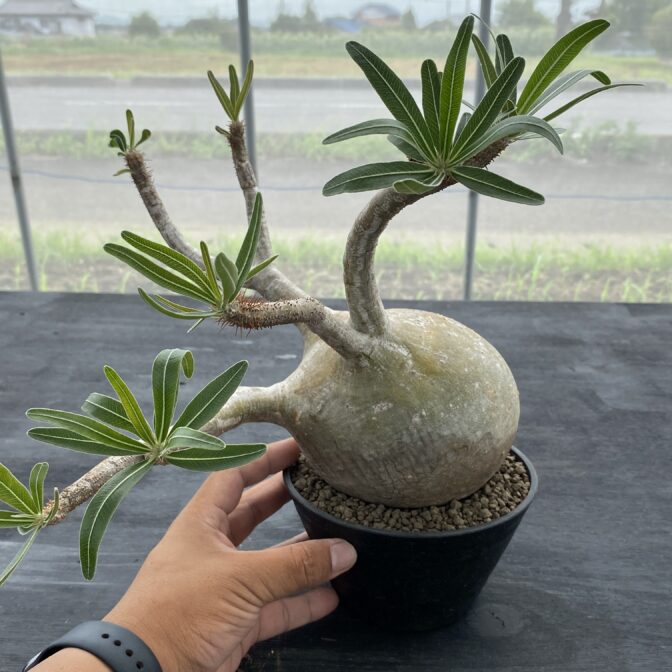 パキポディウム グラキリス ① | 植物でワクワクを｜BOTANICAL BOX