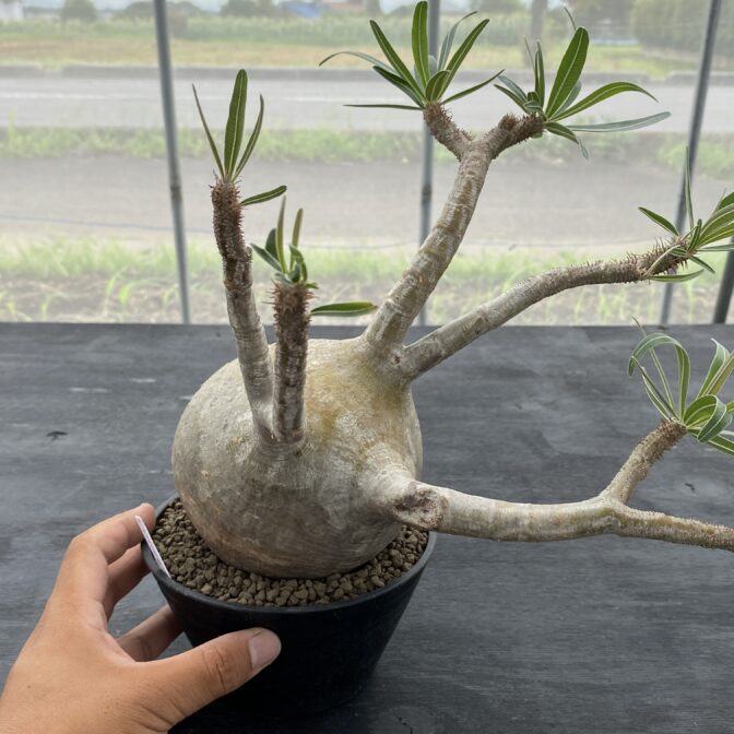 メ*ン様 パキポディウム グラキリス パキポディウム グラキリス ① | 植物でワクワクを|BOTANICAL BOX