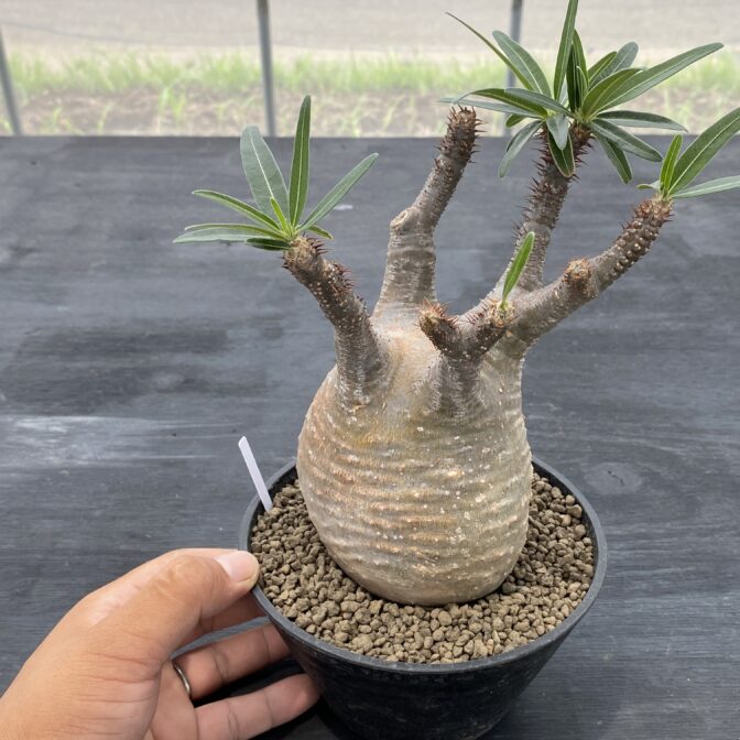 パキポディウム グラキリス ③ | 植物でワクワクを｜BOTANICAL BOX