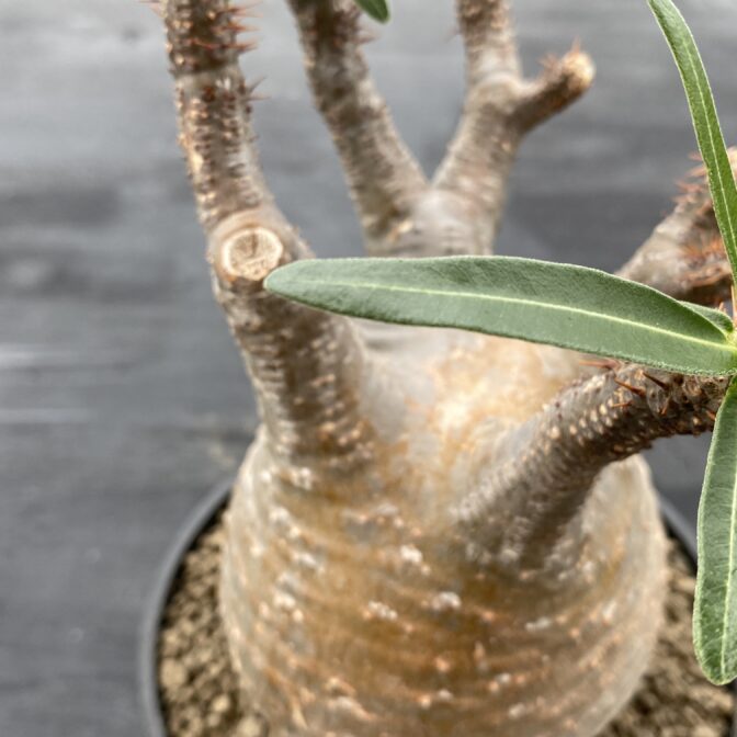 パキポディウム.グラキリス③ パキポディウム グラキリス ③ | 植物でワクワクを｜BOTANICAL BOX