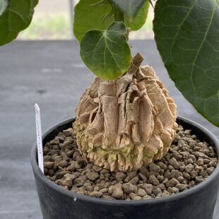 特別な植物に特別な鉢を ｜ Ms'+ (エムズプラス)