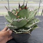 アガべ チタノタ 白鯨 (オテロイ)