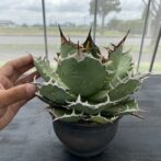 アガべ チタノタ 白鯨 (オテロイ)