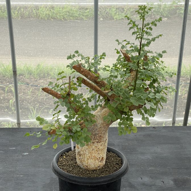 コミフォラ サクシコラ | 植物でワクワクを｜BOTANICAL BOX