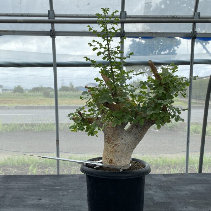 コミフォラ サクシコラ | 植物でワクワクを｜BOTANICAL BOX