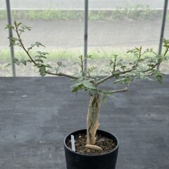 ブルセラ ファガロイデス ②
