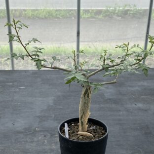 コンミフォラ ブルセラ ボスウェリア 写真集 3冊セット コーデックス 観葉植物 コミフォラ シンプリキフォリア | hanayoshi-botanical