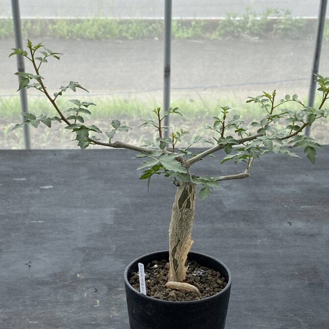 ブルセラ・ファガロイデス ブルセラ ファガロイデス ② | 植物でワクワクを｜BOTANICAL BOX