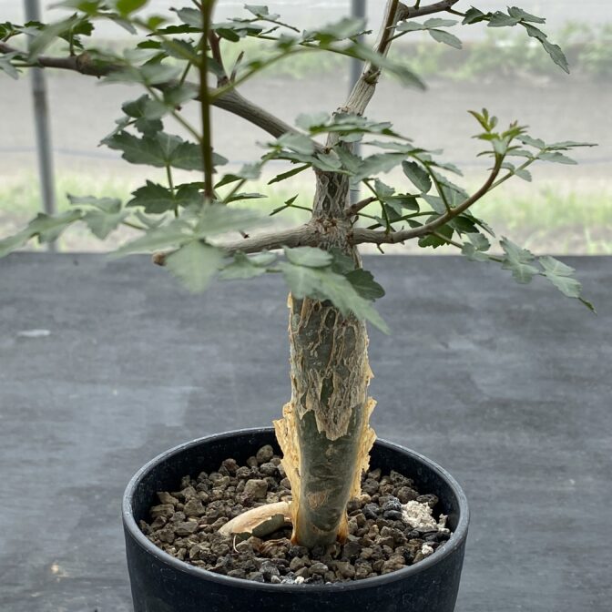 ブルセラ ファガロイデス ② | 植物でワクワクを｜BOTANICAL BOX