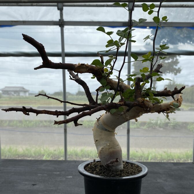 FAP植物 TK02 コミフォラ ピュア カタフ ソマリア コミフォラ カタフ ピュア （ソマリア） ④ | 植物でワクワクを