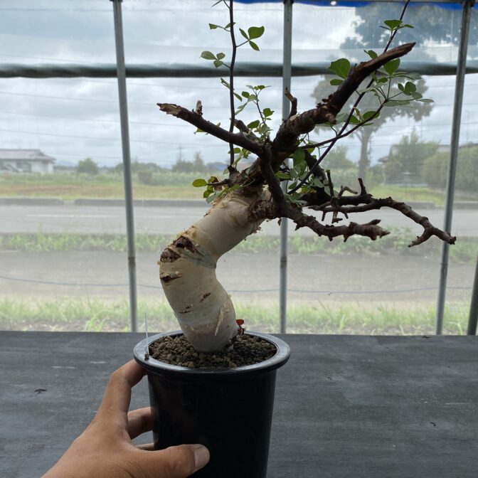 コミフォラ カタフ ピュア (ソマリア) ① | 植物でワクワクを