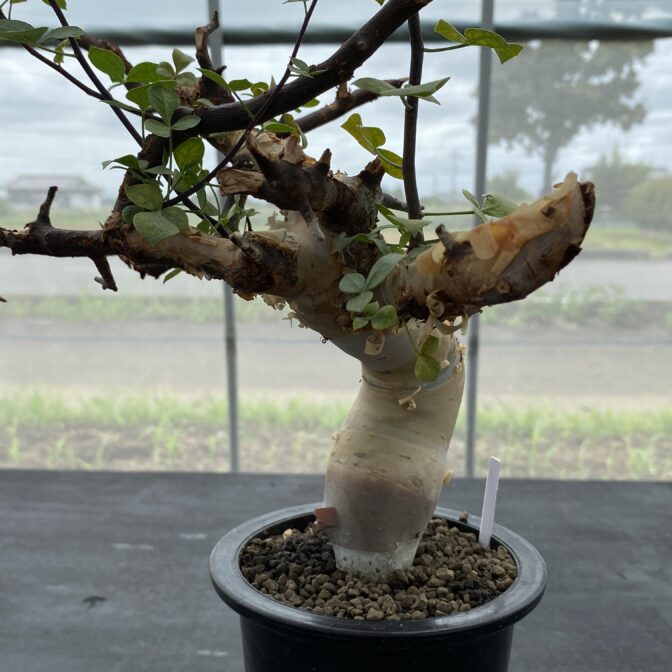 コミフォラ カタフ ピュア (ソマリア) ① | 植物でワクワクを