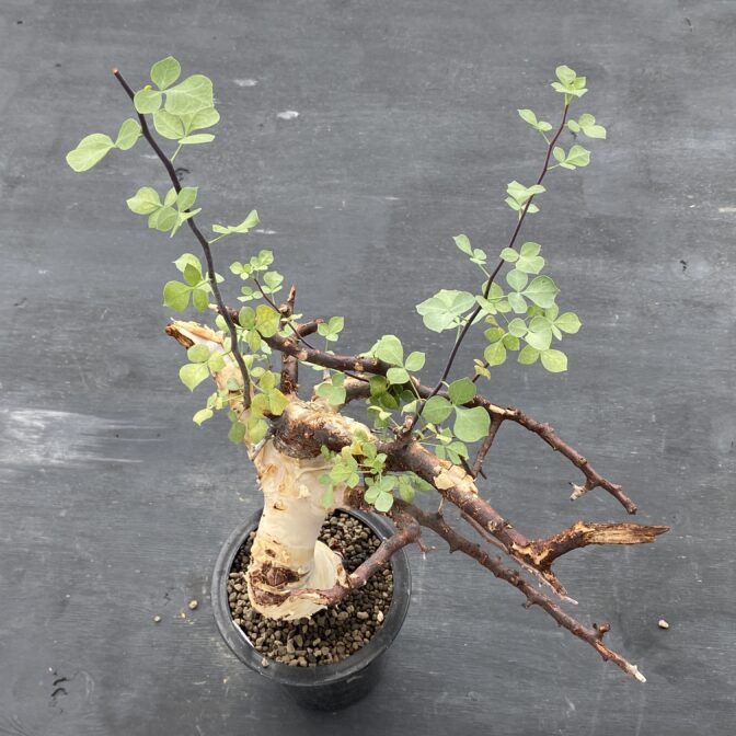 コミフォラ カタフ ピュア (ソマリア) ① | 植物でワクワクを