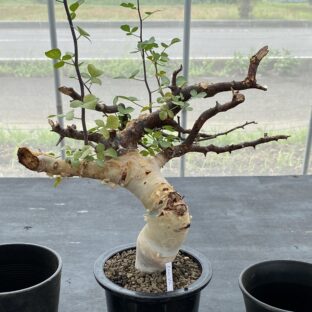 コンミフォラ ブルセラ ボスウェリア 写真集 3冊セット コーデックス 観葉植物 コミフォラ シンプリキフォリア | hanayoshi-botanical
