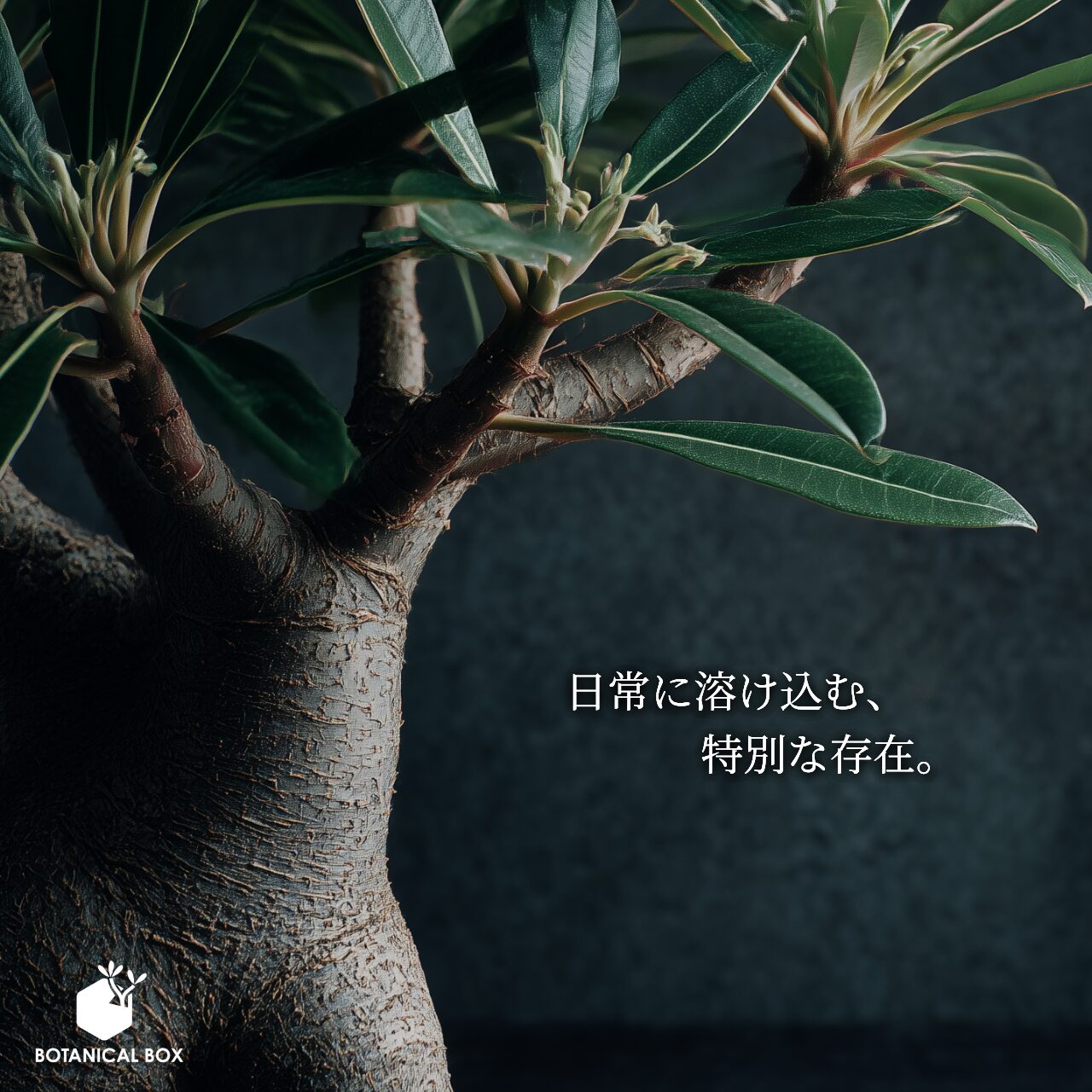 ボタニカルラボページ 特別な植物に特別な鉢を ｜ Ms'+ (エムズプラス)
