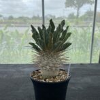 パキポディウム ナマクアナム （光堂）