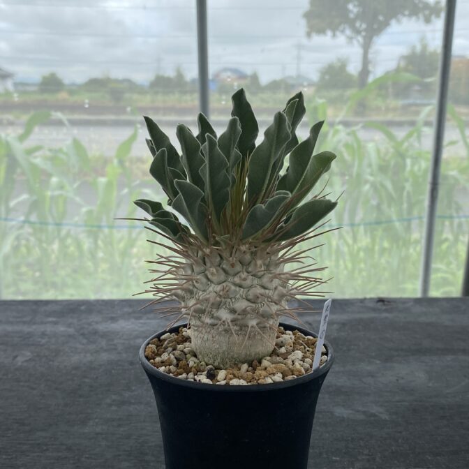 パキポディウム ナマクアナム （光堂）