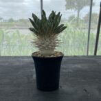 パキポディウム ナマクアナム （光堂）