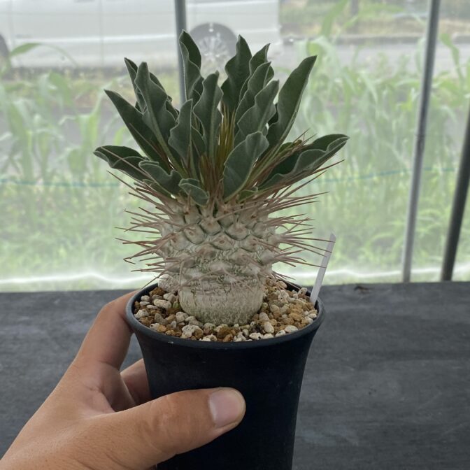 パキポディウム ナマクアナム （光堂） ① | 植物でワクワクを