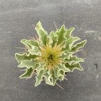 パキポディウム ナマクアナム （光堂）